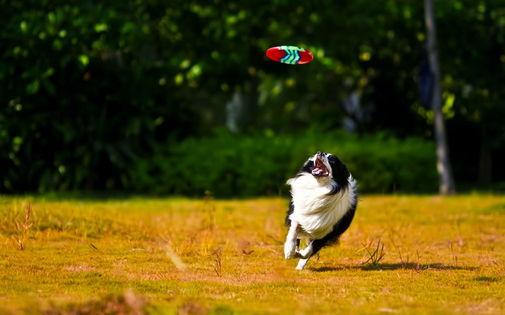 The Villages, Florida DogFriendly Living & Recreation to Enjoy